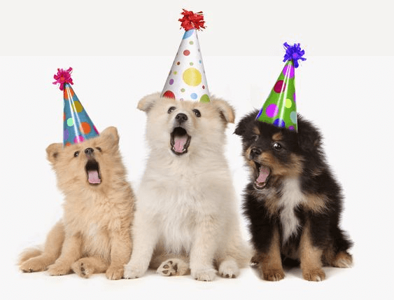 Hình ảnh tam ca ba con chó hát chúc mừng sinh nhật sẽ làm bạn cười điên đảo cả ngày