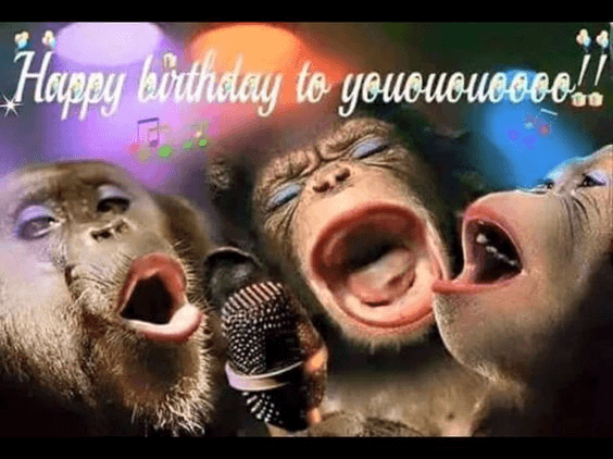 Bức hình tam ca ba con khỉ hát chúc mừng sinh nhật siêu độc đáo và hài hước