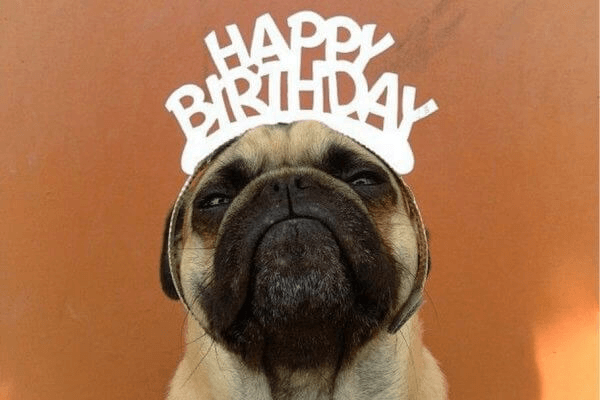 Hình ảnh chú chó đeo bờm chúc mừng sinh nhật siêu đáng yêu và hài hước