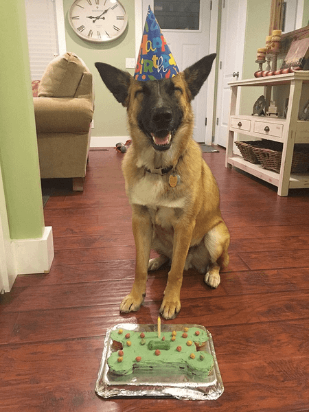 Hình ảnh chú chó cười tít mắt thổi bánh sinh nhật sẽ làm bạn cười điên đảo trong ngày sinh nhật