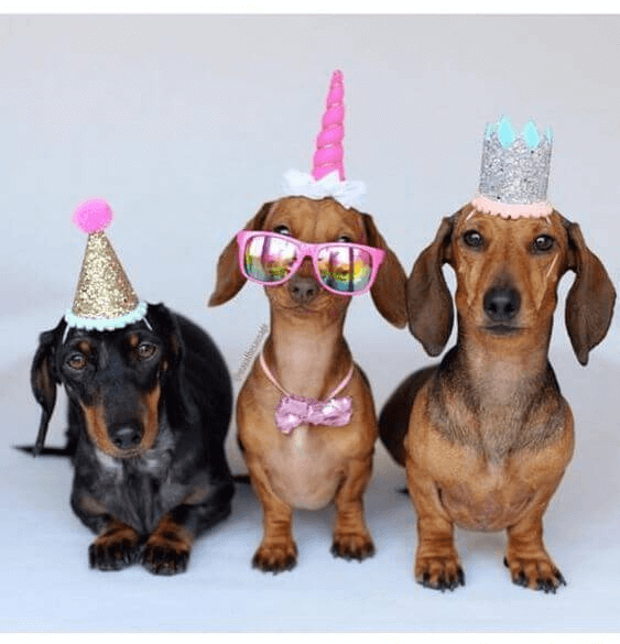 Bức hình chúc mừng sinh nhật siêu lầy lội dành cho bạn thân yêu chó mèo, động vật