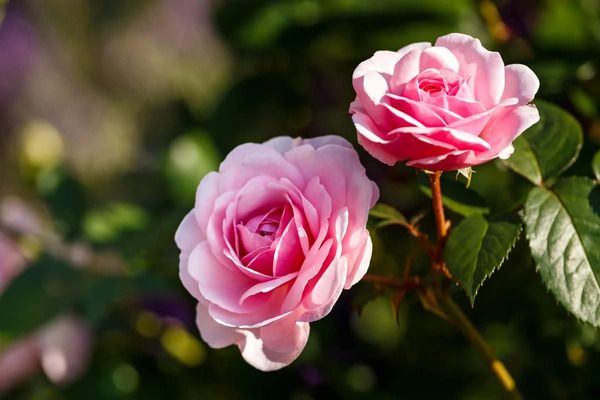 Tinh chất hoa hồng mang nhiều lợi ích cho da