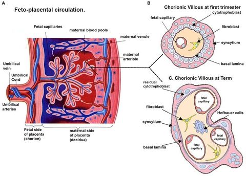 Tổng quan về Placenta
