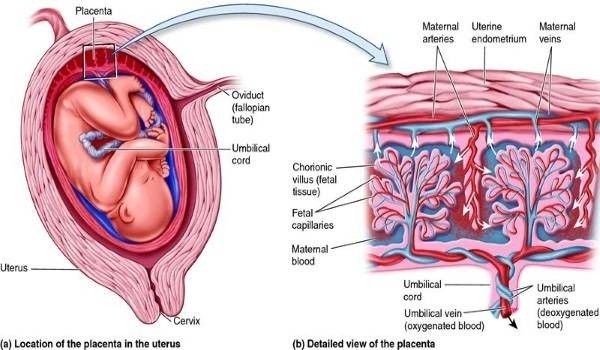 Placenta là gì?