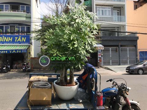 Giao hàng chậu composite Anber trồng Kim ngân Phúc Lộc Thọ trang trí c