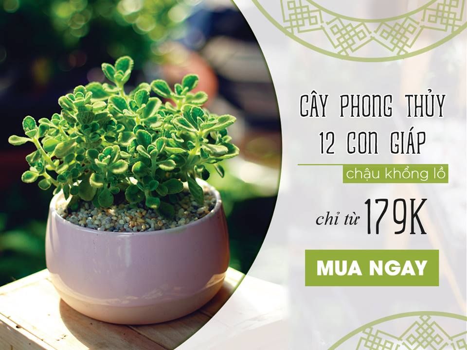 Trồng cây phong thủy 12 con giáp đảm bảo MAY MẮN, TIỀN TÀI tự động đến