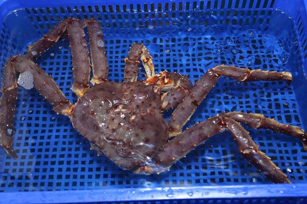 Làm nui sốt phô mai với King crab cực ngon và hấp dẫn