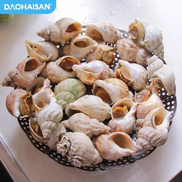 Ốc bulot Ireland Hải sản trân vàng