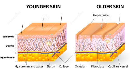 royal collagen 1