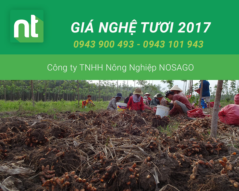 Giá nghệ tươi 2017, giá nghệ tươi hôm nay