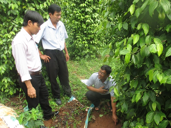 Lão nông chế 