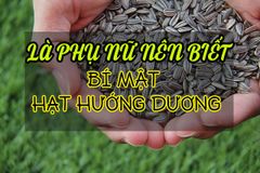 LÀ PHỤ NỮ NÊN BIẾT , BÍ MẬT HẠT HƯỚNG DƯƠNG