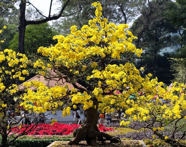 Cây Hoa Mai Vàng