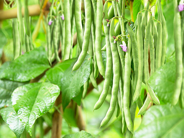 7 loại rau nên trồng vào mùa đông