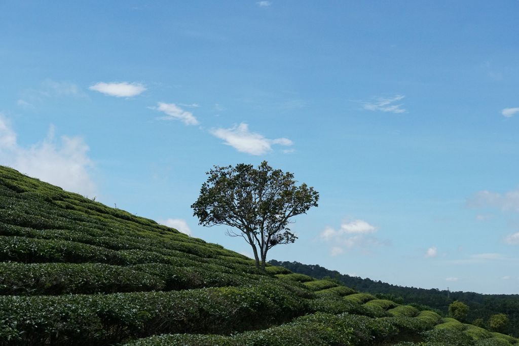 HƯỚNG DẪN THAM QUAN CẦU ĐẤT FARM