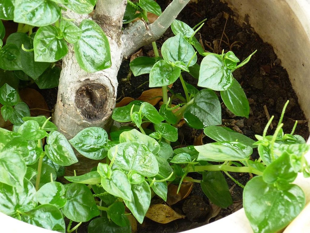 Rau dại thành đặc sản