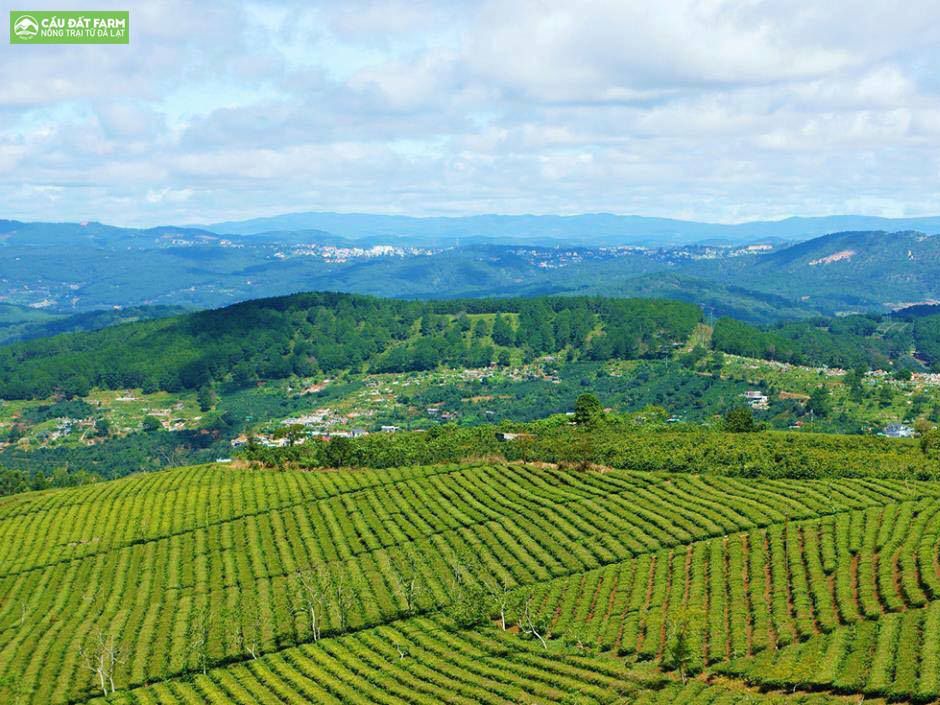 Kinh nghiệm và cách đi đồi chè Cầu Đất Farm Đà Lạt