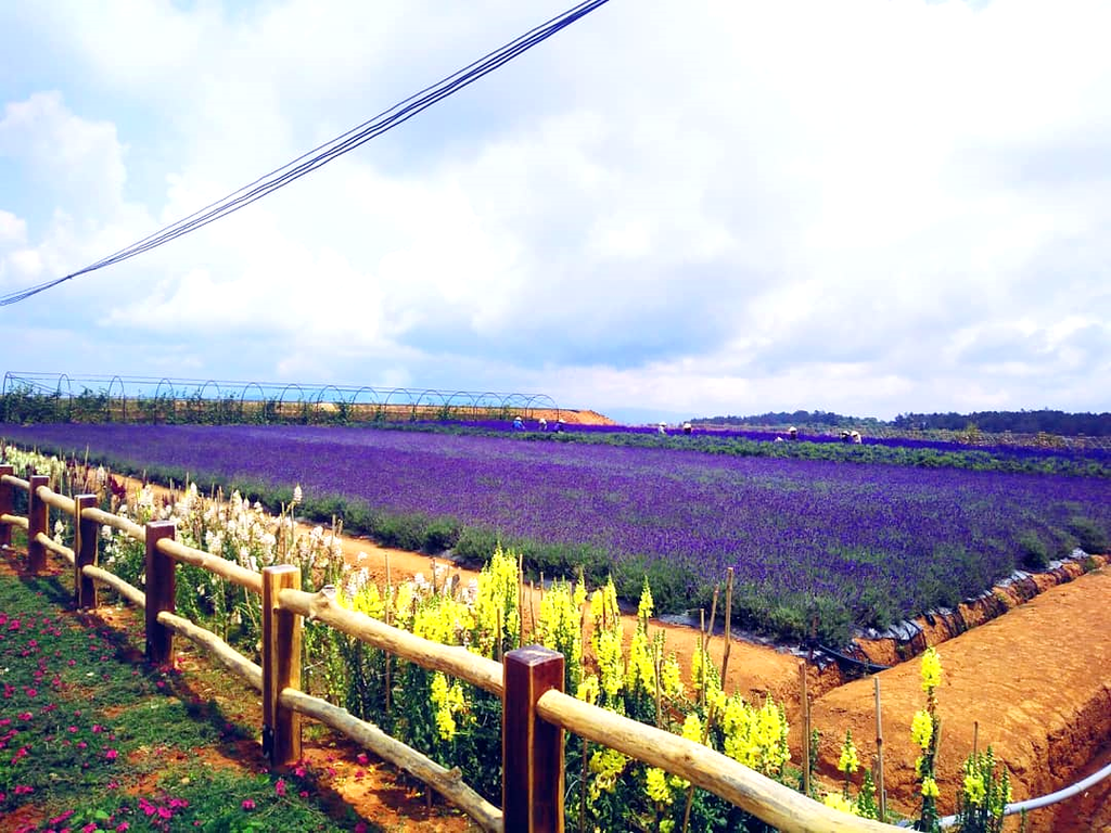 DỊCH VỤ XE TRUNG CHUYỂN CỦA CẦU ĐẤT FARM TỪ TRUNG TÂM THÀNH PHỐ ĐÀ LẠT