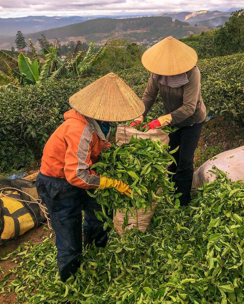 CHỜ SƯƠNG TAN TRÊN ĐỒI CHÈ CẦU ĐẤT