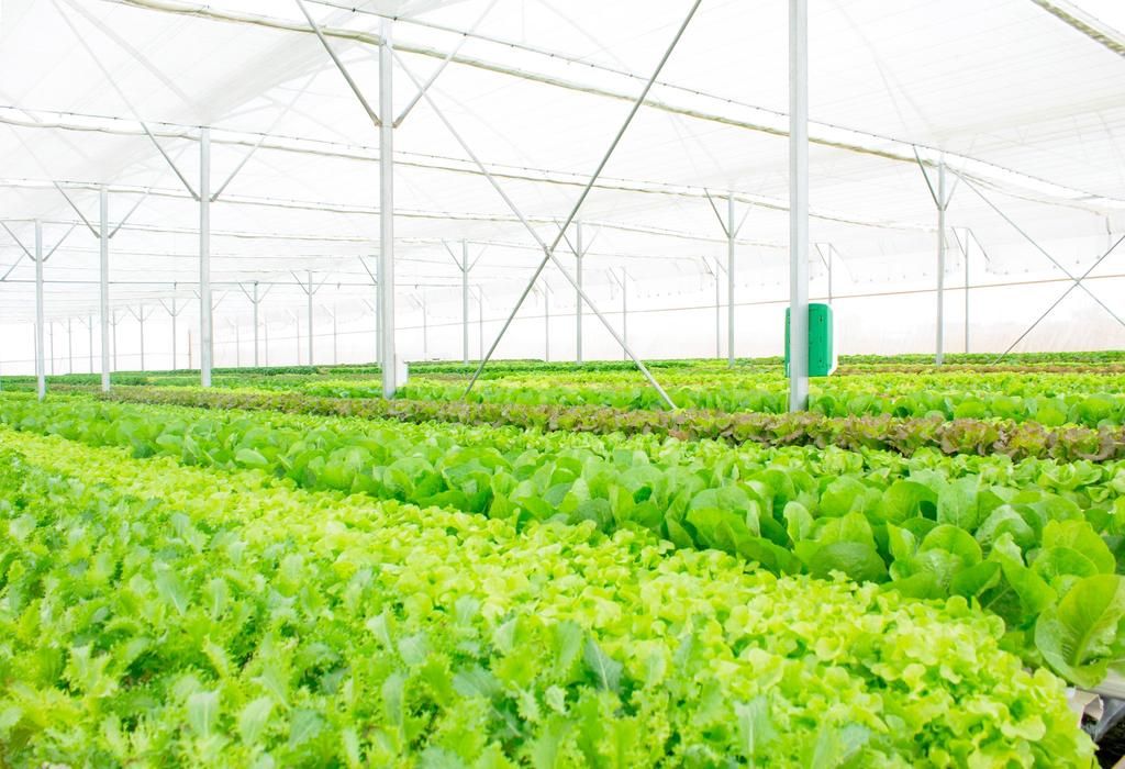 BÁO ĐỔI MỚI SÁNG TẠO : Vào Cầu Đất Farm ngắm trang trại nông nghiệp thông minh