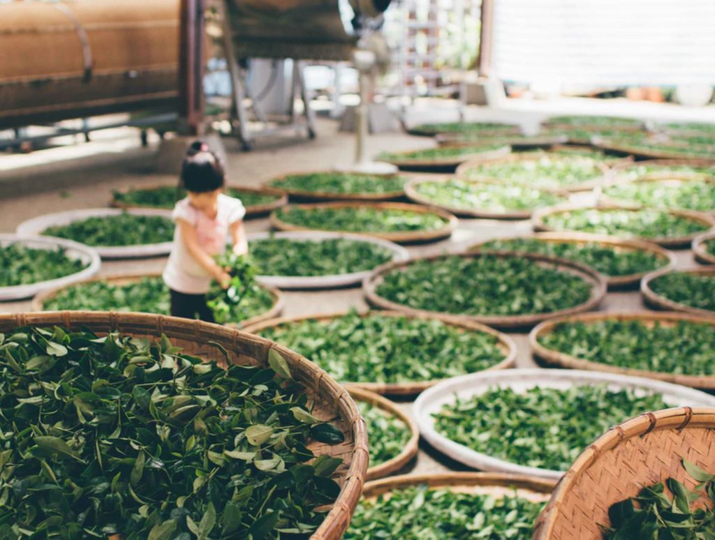 NHỮNG CÔNG DỤNG CỦA TRÀ XANH THỨC UỐNG TỐT NHẤT THẾ GIỚI