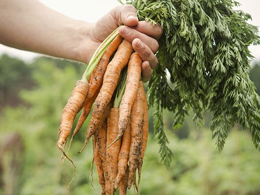 7 loại rau củ nên trồng vào mùa thu