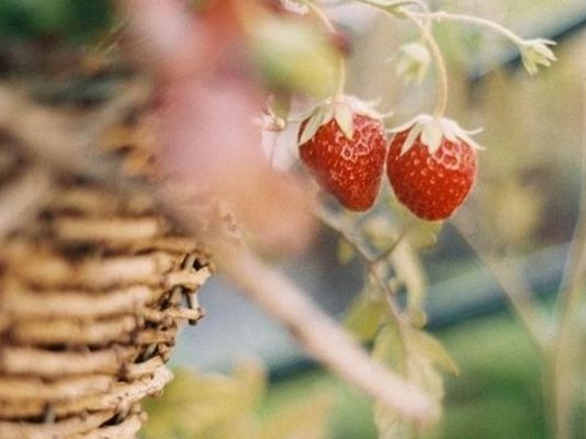 Trồng cây trong giỏ không khó với 6 loại cây sau