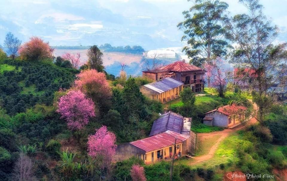 THÔNG TIN – ĐƯỜNG ĐẾN ĐIỂM NGẮM HOA ANH ĐÀO ĐẸP NHẤT ĐÀ LẠT 2019