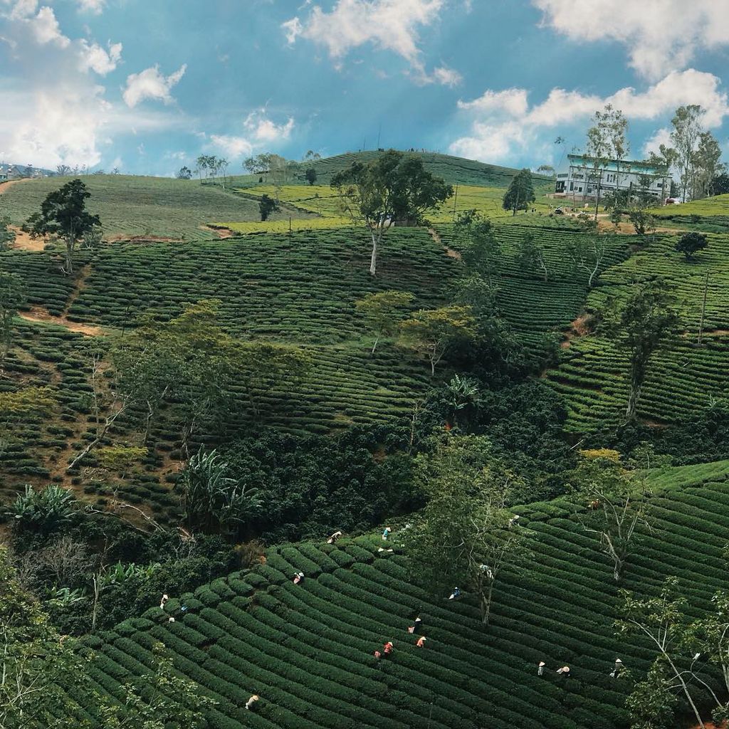 THE SERENITY IN CAU DAT ANCIENT TEA FACTORY