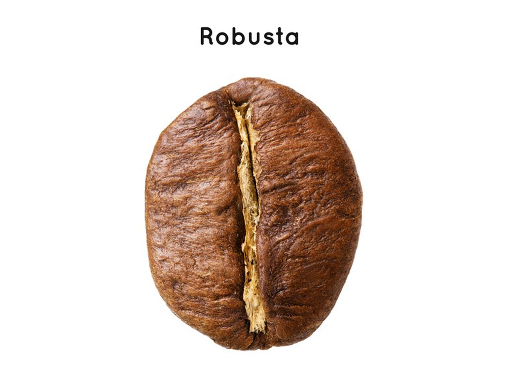 Những sự thật ít biết về cà phê Robusta