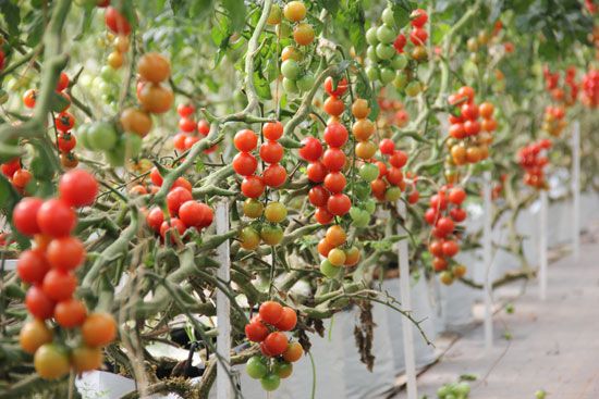 VÀO CẦU ĐẤT FARM NGẮM TRANG TRẠI NÔNG NGHIỆP THÔNG MINH