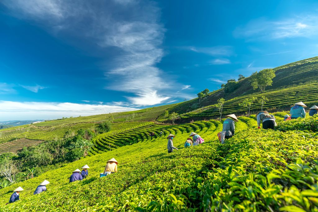 ĐỒI CHÈ CẦU ĐẤT THIÊN ĐƯỜNG SỐNG ẢO TRIỆU LIKE