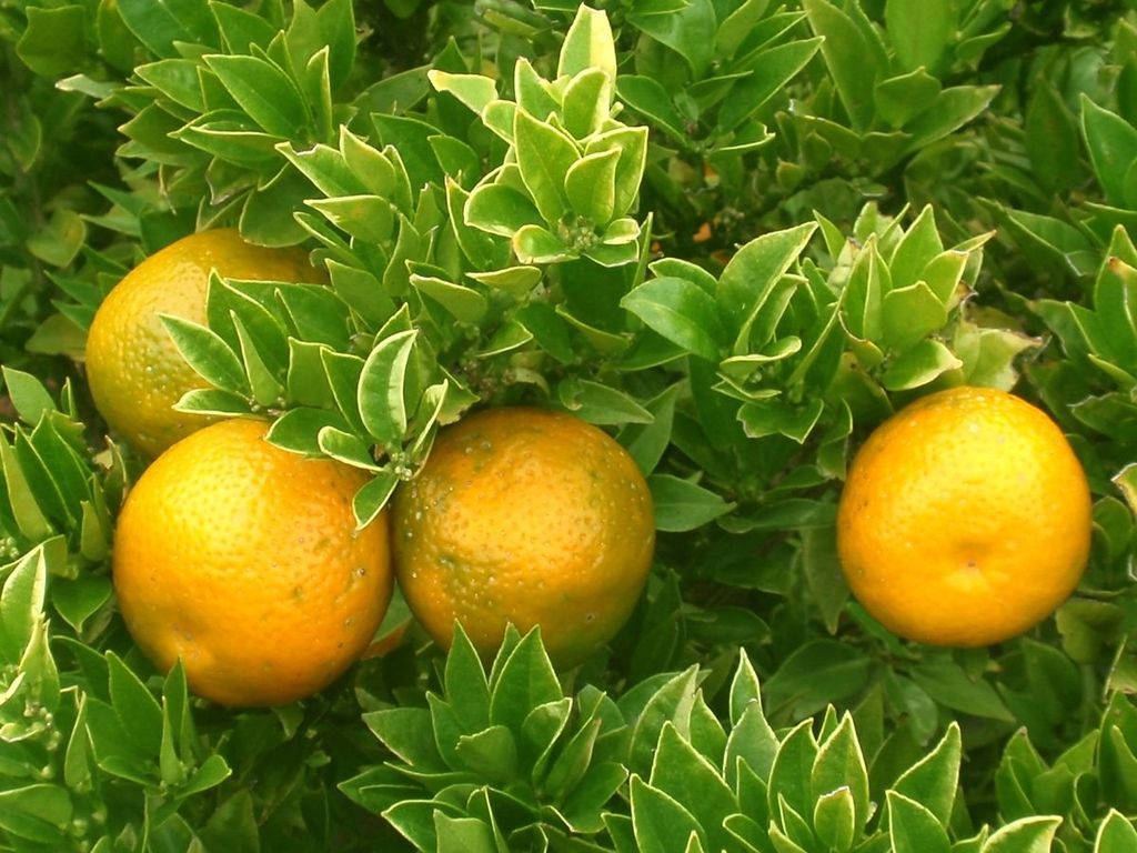 Cam có phải là trái cây có nhiều vitamin C nhất?