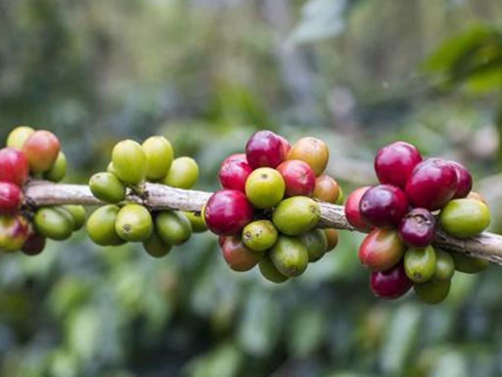 NGUỒN NGUYÊN LIỆU LÀ YẾU TỐ QUYẾT ĐỊNH MỘT LY CÀ PHÊ NGON