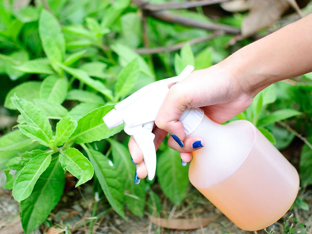 7 cách làm thuốc trừ sâu hữu cơ bảo vệ vườn rau nhà bạn