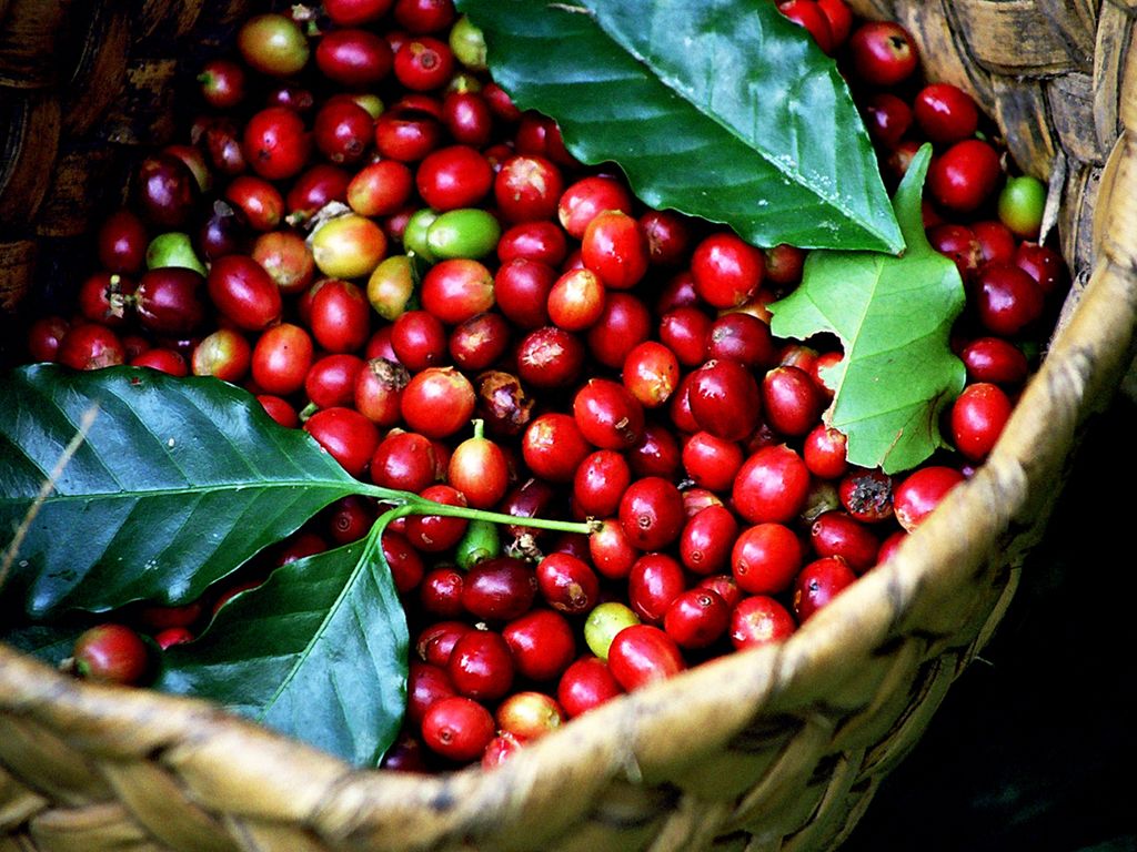 Nguồn gốc cà phê Việt Nam
