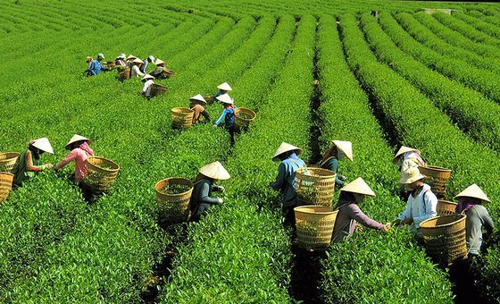MỘT CHIỀU NGAO DU XỨ TRÀ TÂY NGUYÊN