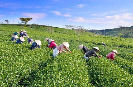KHÁM PHÁ VÙNG TRÀ GẦN 100 NĂM TẠI ĐÀ LẠT