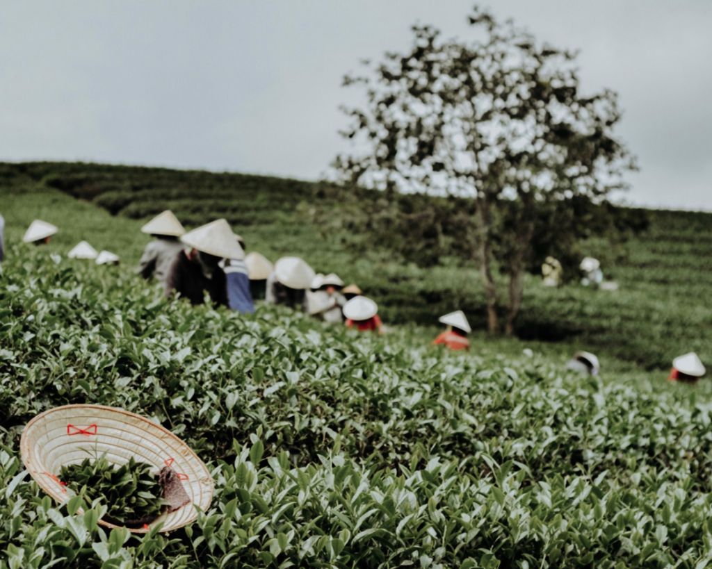 NÉT THANH BÌNH Ở VÙNG TRÀ CỔ CẦU ĐẤT
