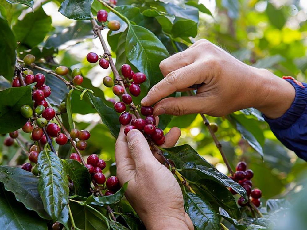 Tại sao cà phê nên được hái chín?