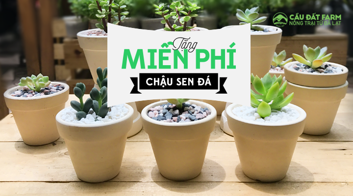 Chương trình: “TRAO TẶNG CÂY – TRAO TẶNG MẦM SỐNG”