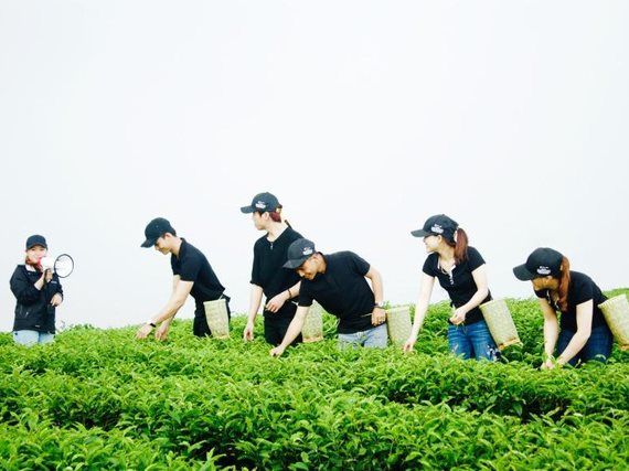 Đồi chè Cầu Đất Farm - Điểm đến mới không thể bỏ qua dịp lễ 2/9