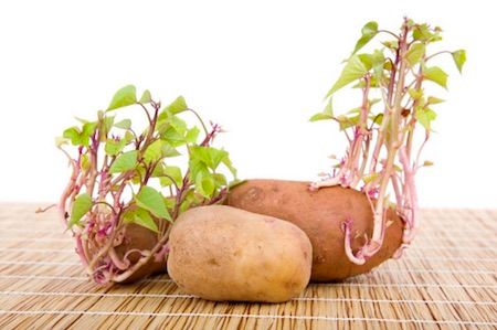KHOAI LANG MỌC MẦM CÓ ĂN ĐƯỢC HAY KHÔNG?
