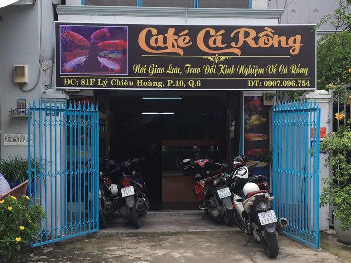 Uống cà phê cùng đàn Cá Rồng - thú vui sang