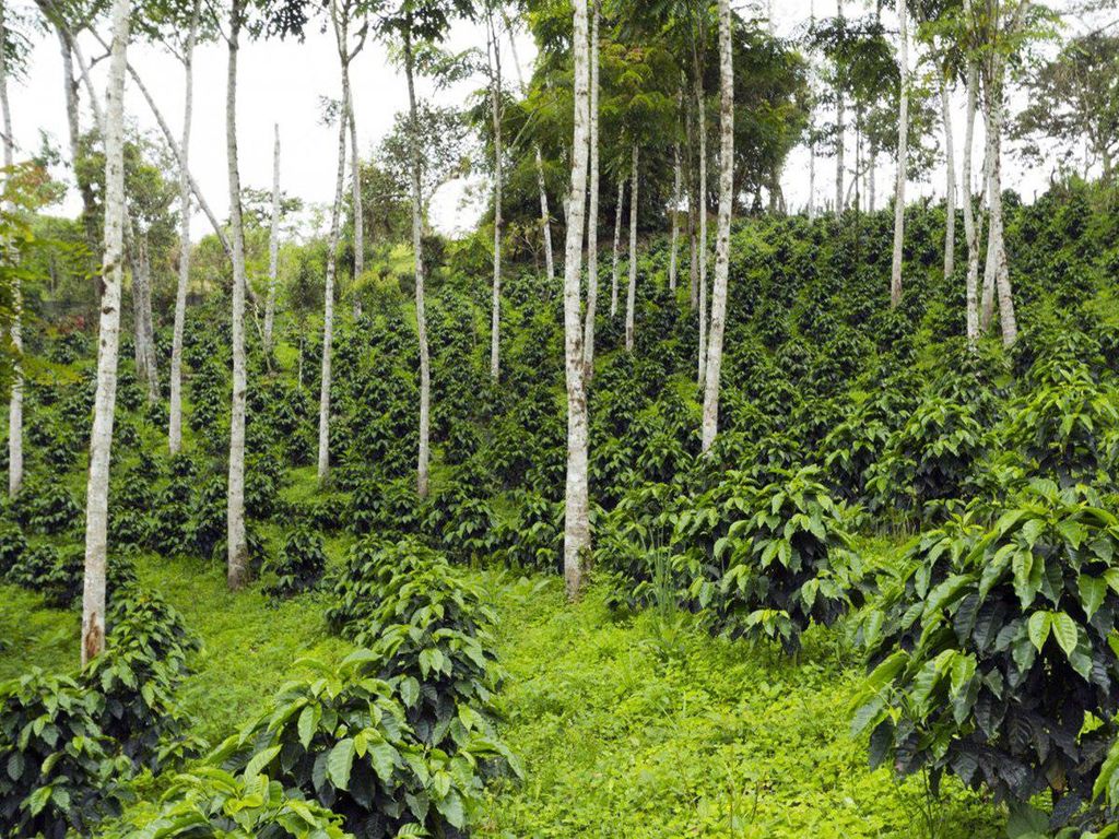 Độ cao ảnh hưởng đến chất lượng của cà phê