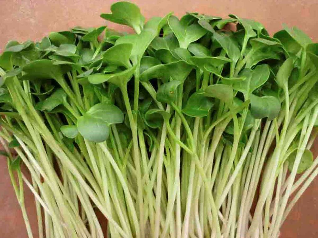5 lợi ích của rau mầm