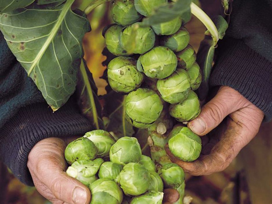 Khám phá phiên bản