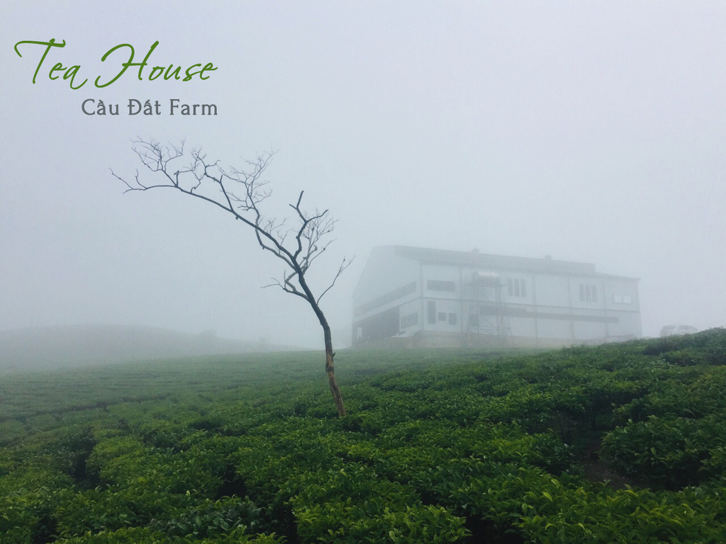 Teahouse Cầu Đất Farm - Uống Cà Phê check - in sống ảo quên lối về.