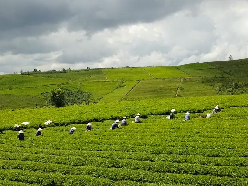 Những yếu tố then chốt trong quy trình chế biến đảm bảo Trà Cầu Đất Farm – Sạch - An toàn - Chất lượng cao.