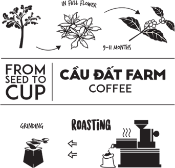hat giong cafe